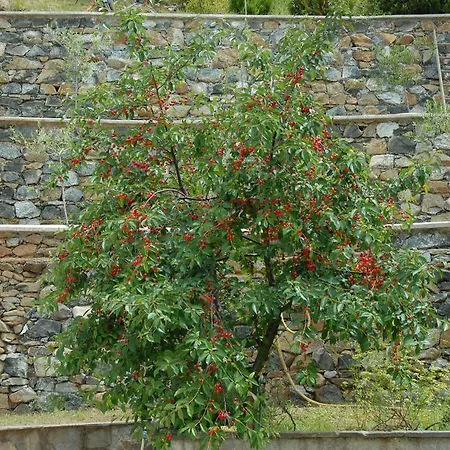 住宿加早餐酒店 Luisa