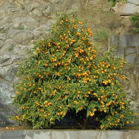 Luisa Casarza Ligure