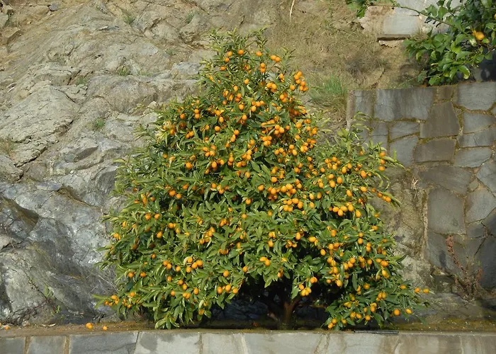 Luisa Casarza Ligure